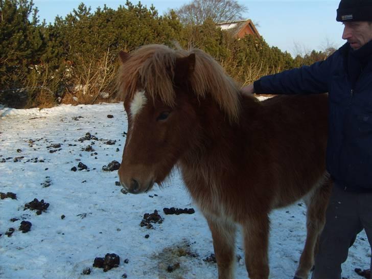 Islænder Stjarni fra Ragnarok - 1 År gammel. billede 3