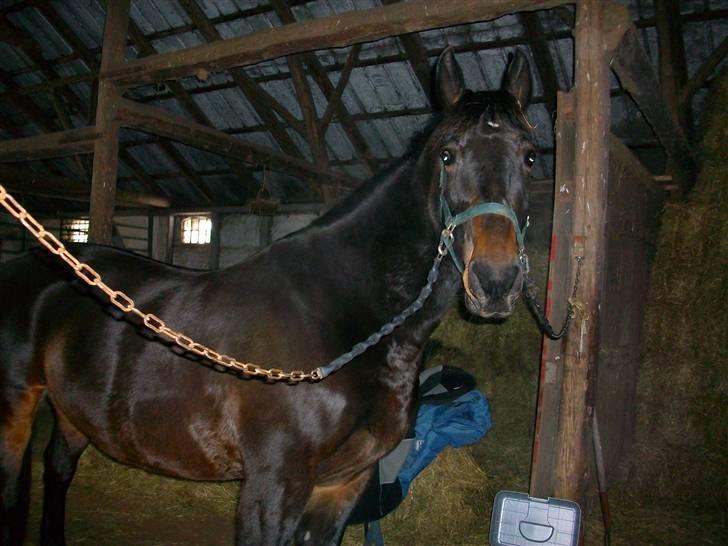 Anden særlig race Javall - Velkommen til min nye hyps profil.. :) billede 1