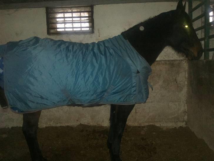 Anden særlig race Javall - Mandag først på aftenen i min nye boks.. :) billede 2