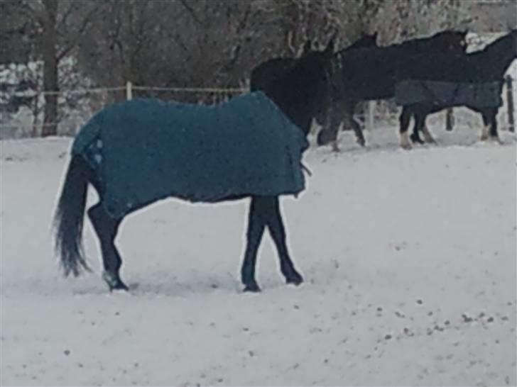 Anden særlig race Javall - Nu er jeg blevet lukket sammen med mine nye kammerater.. :) billede 3