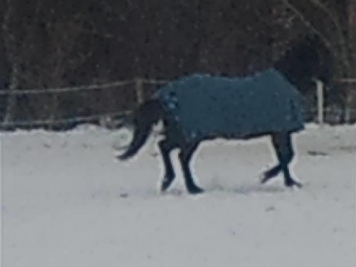 Anden særlig race Javall billede 4