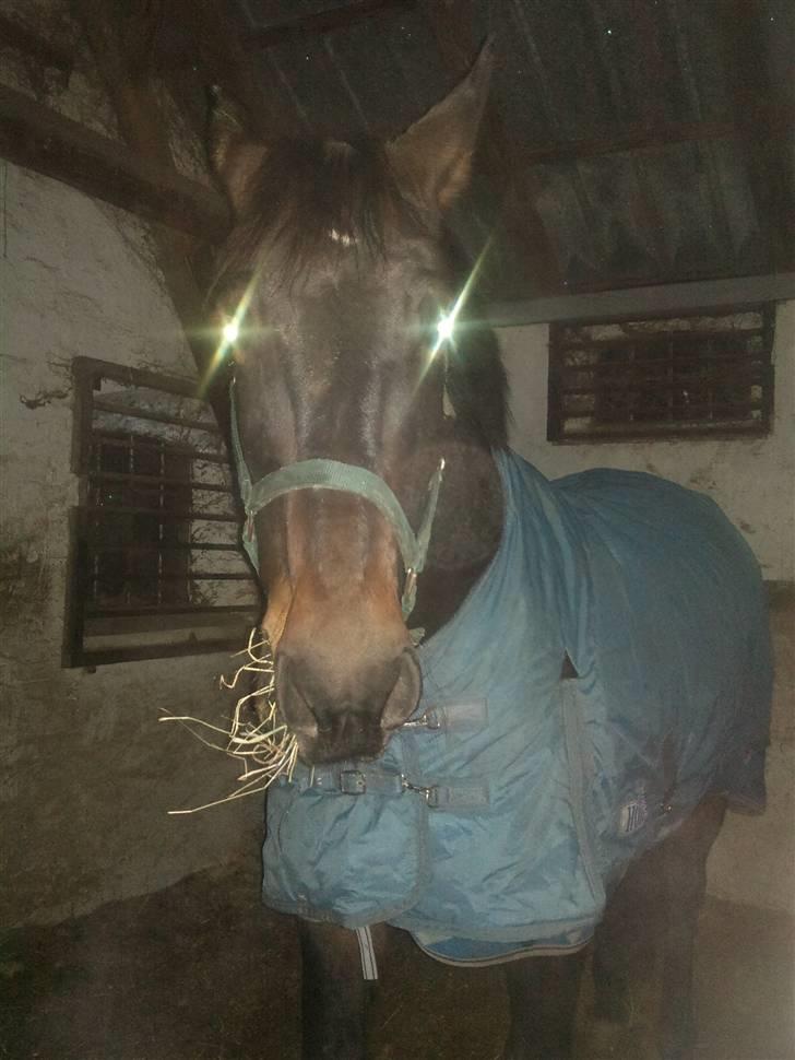 Anden særlig race Javall - Der er da vist glimt i øjet!! ;) billede 5