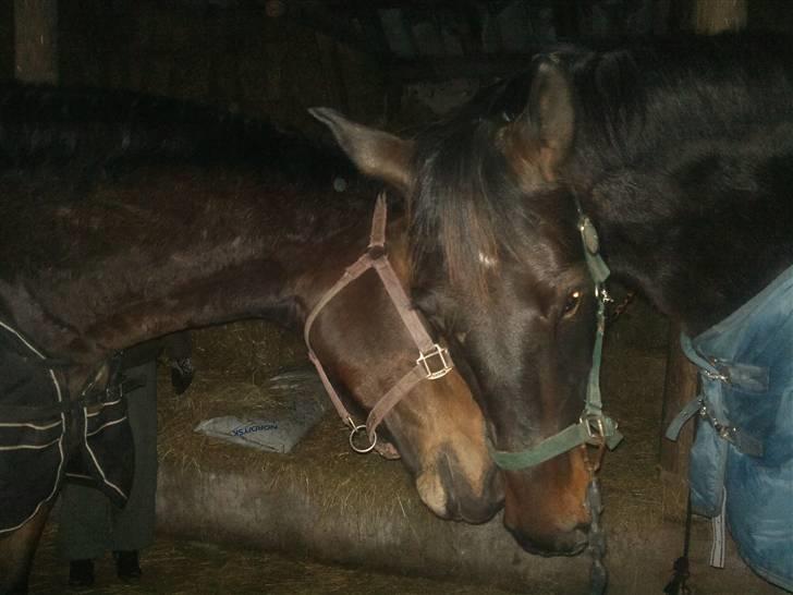 Anden særlig race Javall - Mig sammen med min nye bedste kammerat, Rival.. <3 billede 6