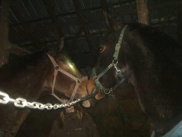 Anden særlig race Javall - Et lille kys.. :) <3 billede 7