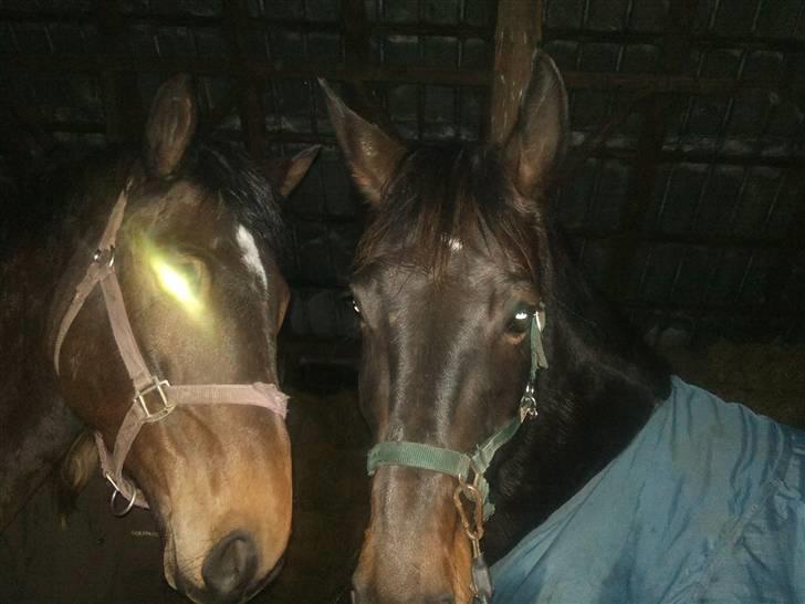 Anden særlig race Javall - Mon Rival er lidt vild med mig, siden han sender mig dette glimt.. ;) :D billede 8