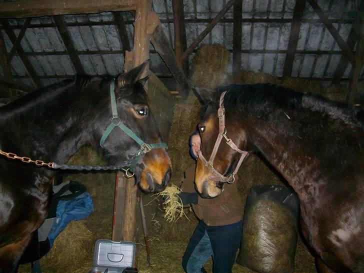 Anden særlig race Javall - Mmmm, moster Heidi kommer med hø.. :) billede 9