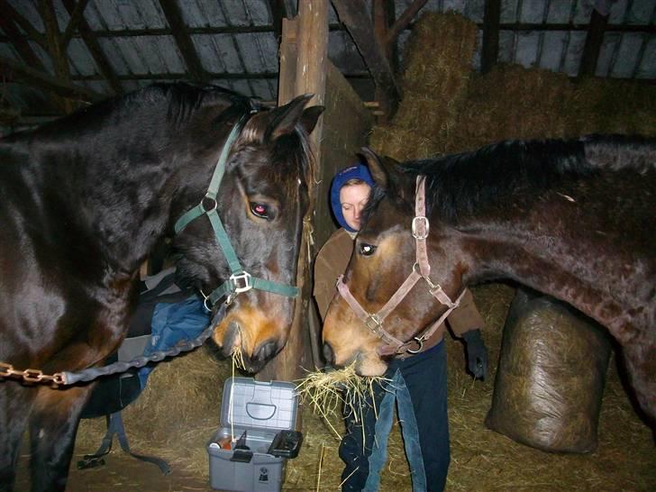 Anden særlig race Javall - Se lige, hvor flot jeg kan stå moster, må jeg så godt bede om lidt hø?? :D billede 10