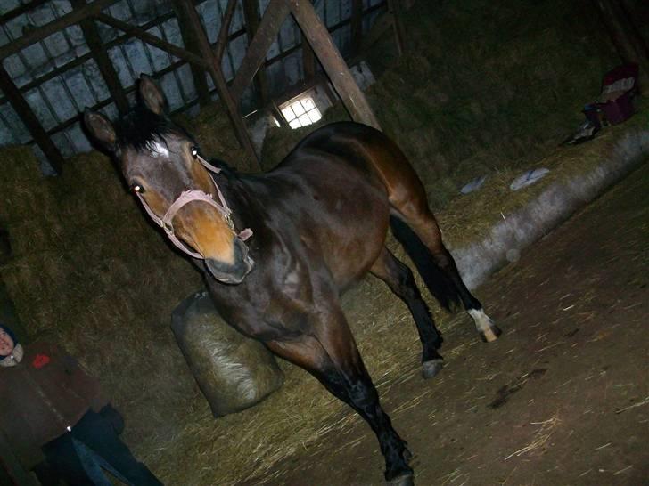 Anden særlig race Javall - Min bedste bedsteste ven, Rival.. :) <3 billede 11