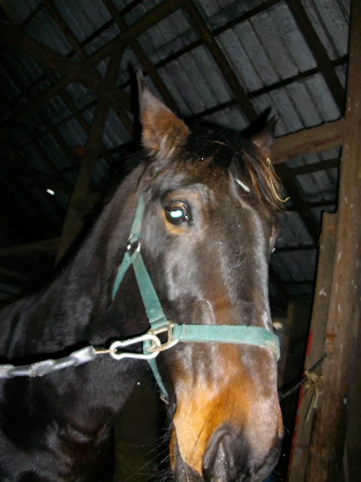 Anden særlig race Javall - Close up, men det var han vist ikke så vild med.. :D billede 12