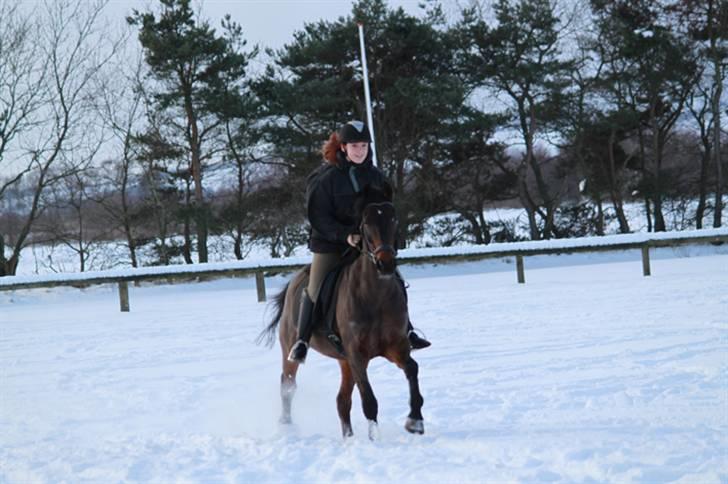 Anden særlig race Pingo - Prut <3(tidligere hest)R.I.P - 14... Gallop i sneen med den bedste <3 foto: carsten bom. billede 14