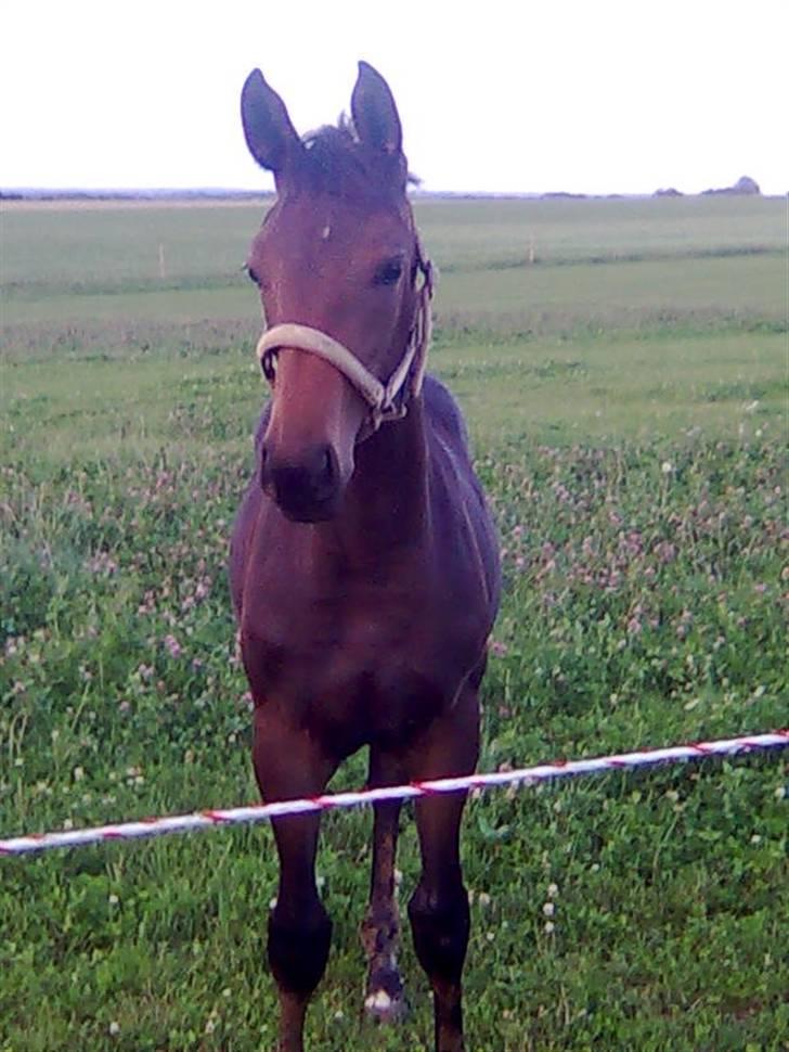 Dansk Varmblod Doñana billede 11