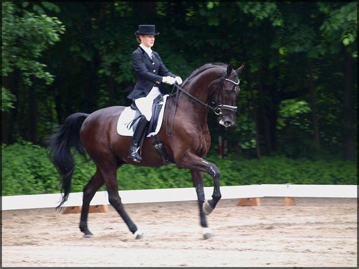 Svensk Varmblod Alex billede 5