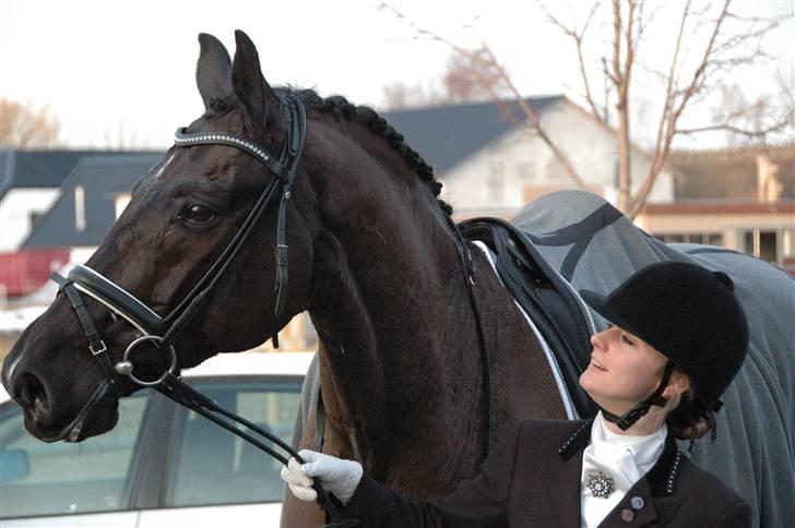 Svensk Varmblod Alex billede 1