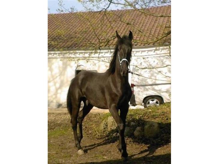 {{currentPhoto.altText}} billede {{currentPhoto.number}}