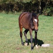 Dansk Varmblod Bøgeskov Michelle