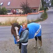 Welsh Cob (sec D) Nebles too much white