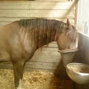 Welsh Cob (sec D) Nebles too much white