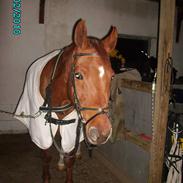 Anden særlig race Andi 