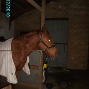 Anden særlig race Andi 