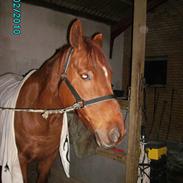 Anden særlig race Andi 