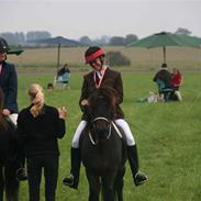 Islænder Gardar fra Skarholt