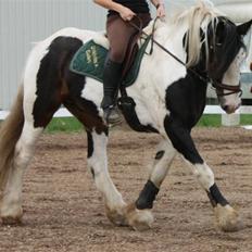 Tinker Brokholm´s Bailey (rider)