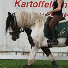 Tinker Brokholm´s Bailey (rider)