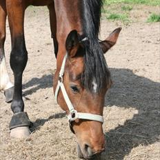 Holstener Ocean's Cypre