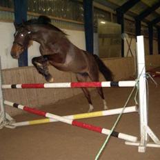 Holstener Ocean's Cypre