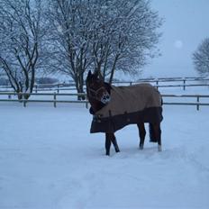 Holstener Ocean's Cypre