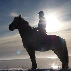 Anden særlig race Flicka