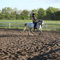 DSP Eros Rosendal B-pony<3