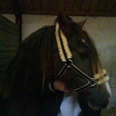 Welsh Cob (sec D) Nebles too much white