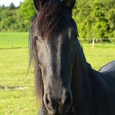 Frieser Carla (Passede)