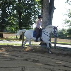 Welsh Pony af Cob-type (sec C) Magic Magou (R.I.P)