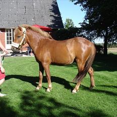 Anden særlig race nemo - SOLGT