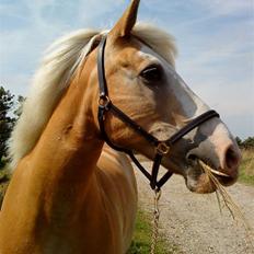 Tyroler Haflinger Nuuk Lundgaard
