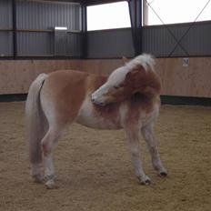 Tyroler Haflinger Nuuk Lundgaard