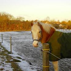 Tyroler Haflinger Nuuk Lundgaard