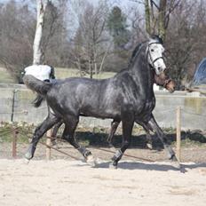 Holstener Von Harknags Wotan