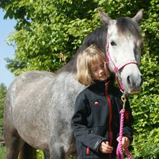 Welsh Pony (sec B) Vongkærgårds Annabell