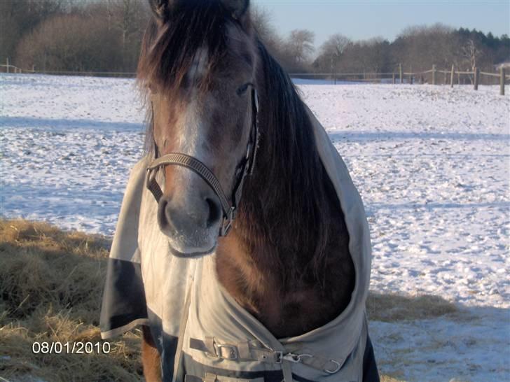 Arabisk fuldblod (OX) Zenitt billede 16