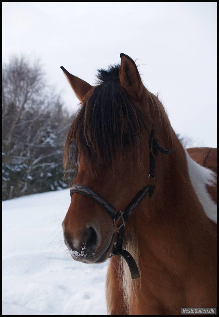 Anden særlig race Samba ( SOLGT )  billede 17