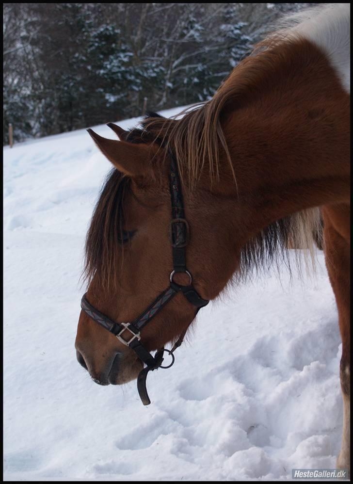 Anden særlig race Samba ( SOLGT )  billede 18