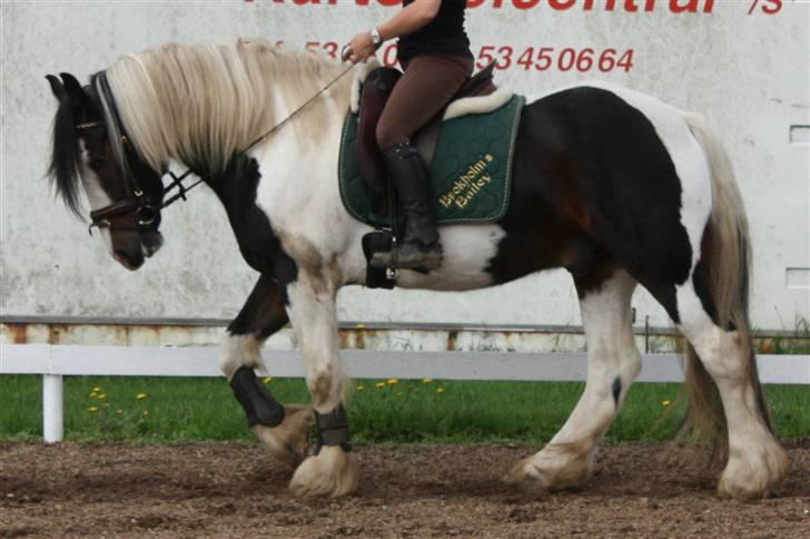 Tinker Brokholm´s Bailey (rider) - Mette og Bailey<3 billede 4