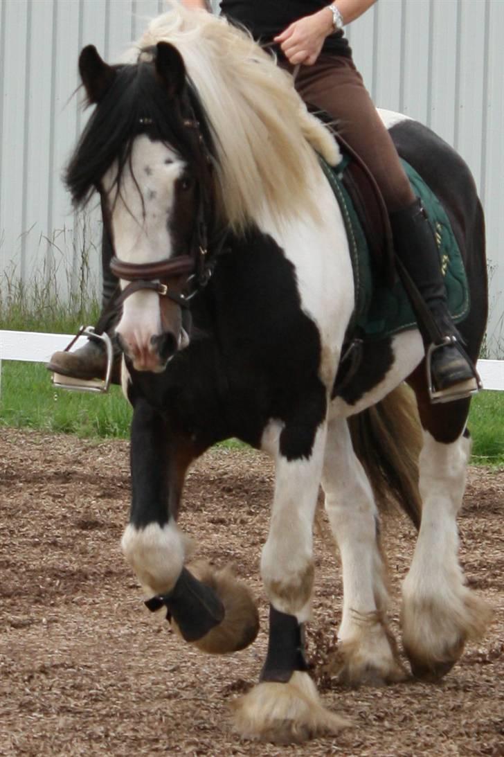 Tinker Brokholm´s Bailey (rider) - Mette og Bailey<3 billede 9