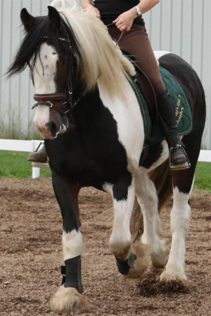 Tinker Brokholm´s Bailey (rider) - Mette og Bailey<3 billede 10