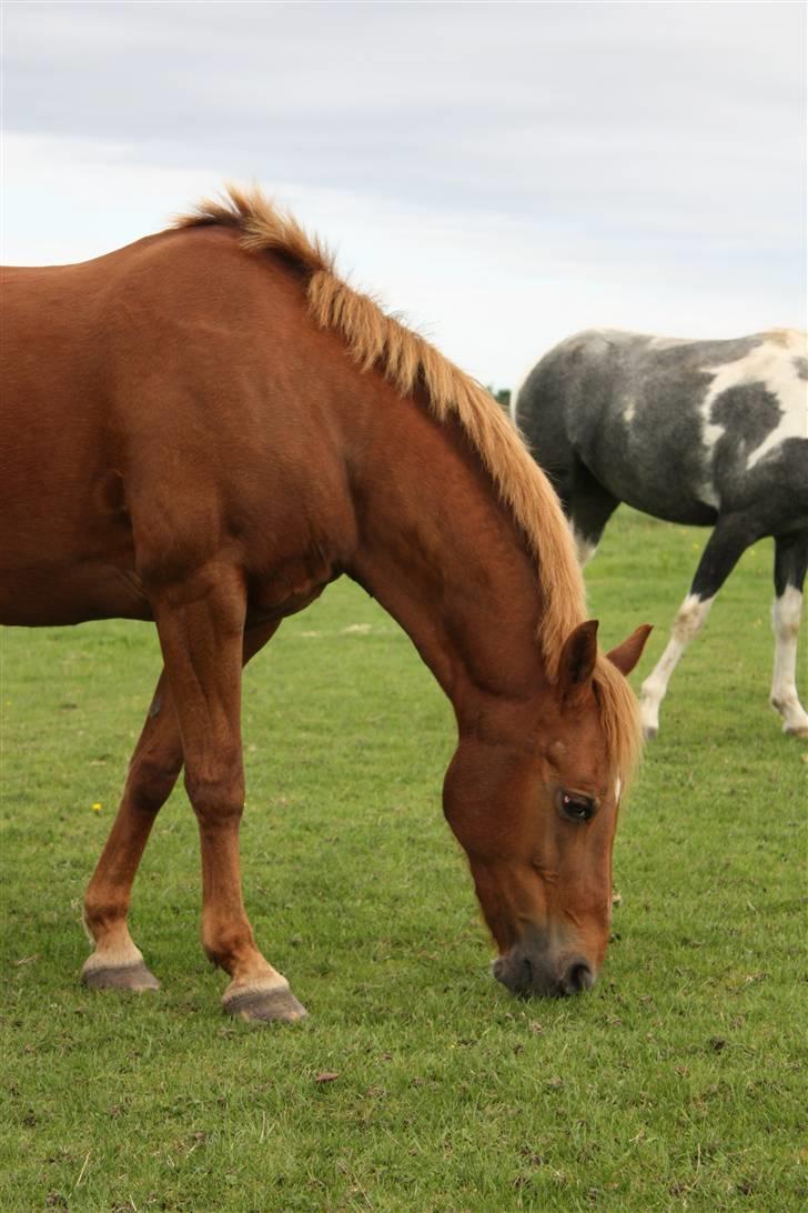 Tysk Sportspony Cassy  billede 17