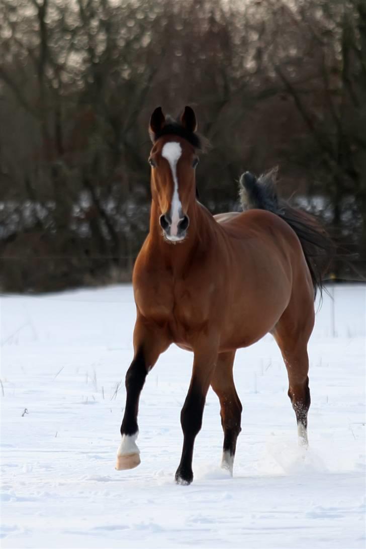 Anden særlig race Caunt Sunshine... Mit et og alt <3 billede 7