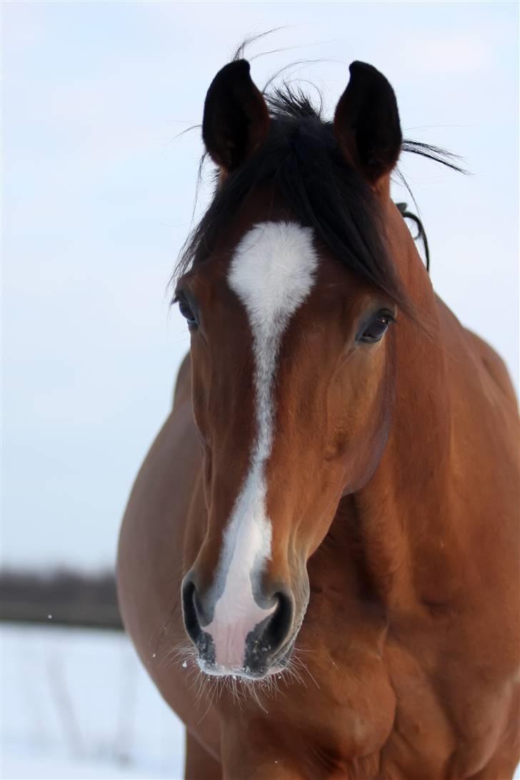 Anden særlig race Caunt Sunshine... Mit et og alt <3 billede 11